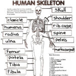 The Skeletal System Worksheet Answers Siteraven