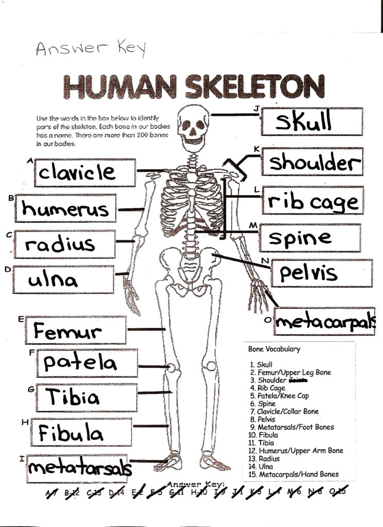 The Skeletal System Worksheet Answers Siteraven