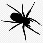 Arachnid Clipart Printable Transparent Spider Silhouette