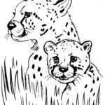 Free Printable Cheetah Coloring Pages For Kids