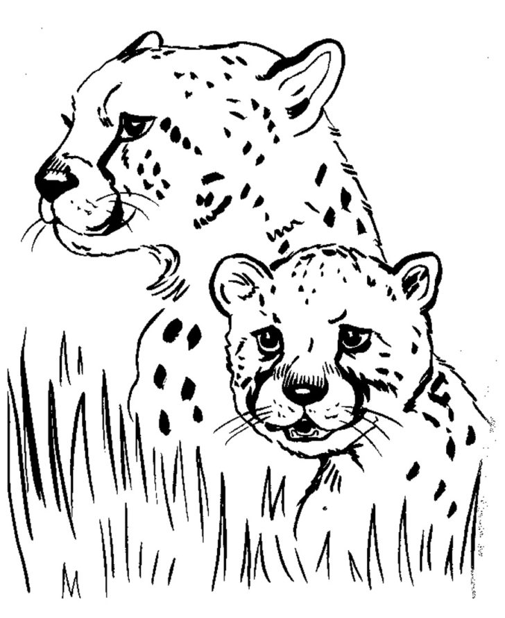 Download Free Printable Cheetah Coloring Pages For Kids | Printable ...