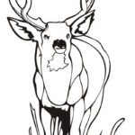 Free Printable Deer Coloring Pages For Kids