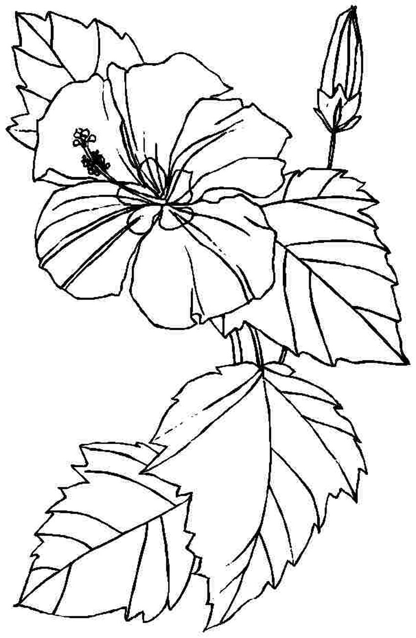 Free Printable Coloring Pages