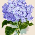 Remodelaholic 25 Free Printable Vintage Floral Images