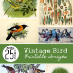Remodelaholic 25 Free Vintage Bird Printable Images