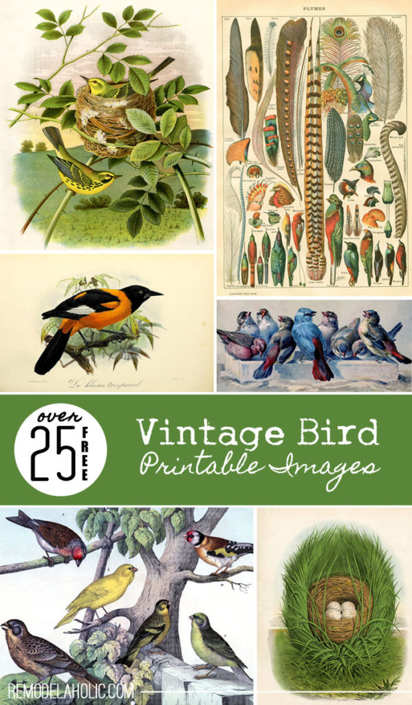 Remodelaholic 25 Free Vintage Bird Printable Images