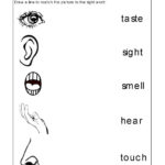 Science Worksheets For Kindergarten Pdf Kidsworksheetfun