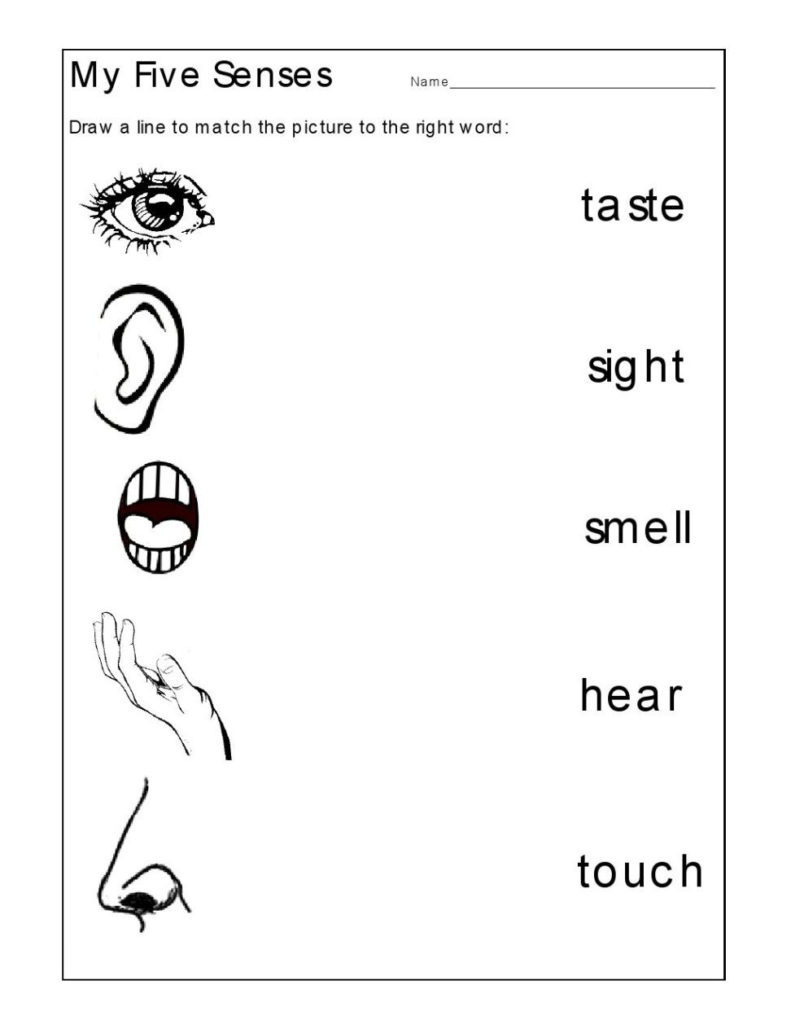 Science Worksheets For Kindergarten Pdf Kidsworksheetfun